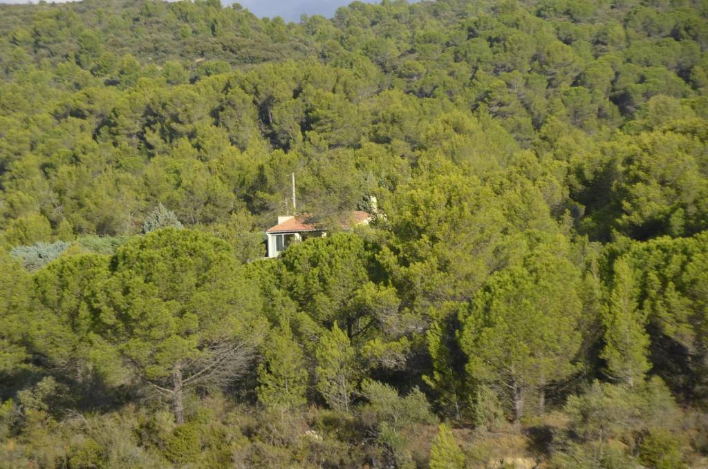 a house in the middle of a forest of trees at La petite Cigale in Cesseras