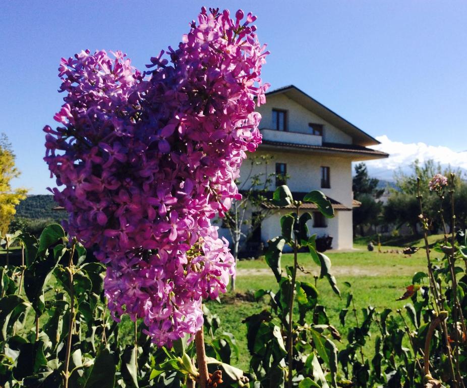 uma flor roxa em frente a uma casa em Agriturismo Le Terre d'Abruzzo Country House em Alanno