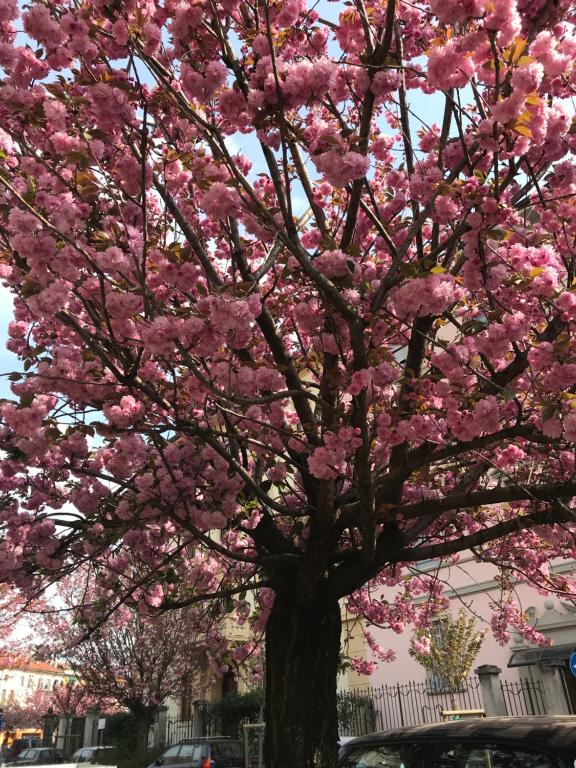 a pink flowering tree in front of a building at B&B Borghi in Como