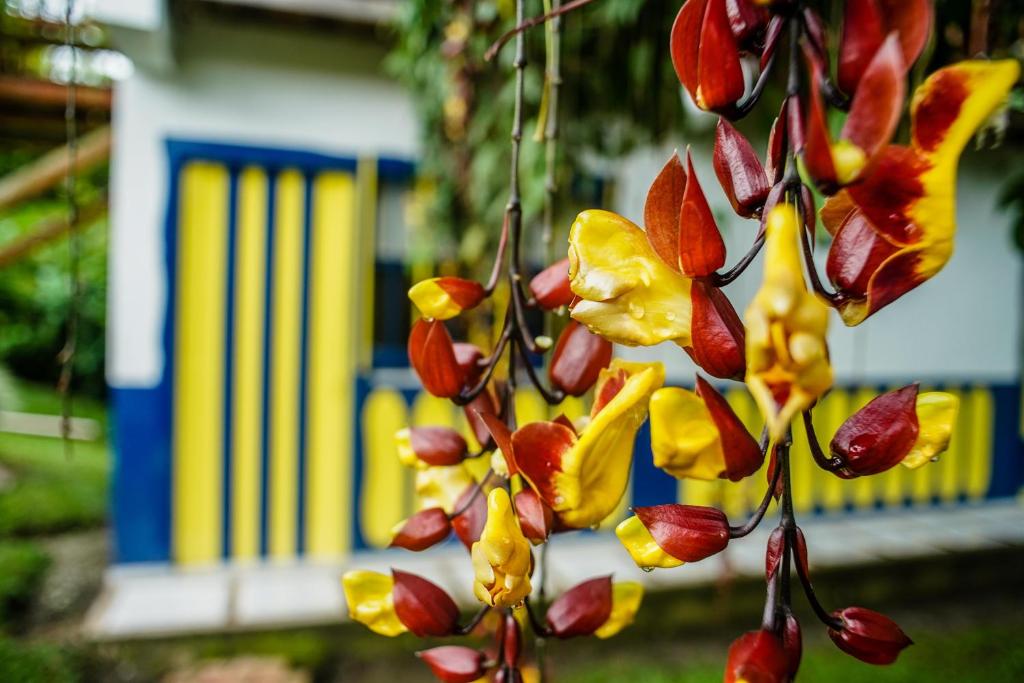 a tree with red and yellow leaves in front of a building at Chalet Villa Alejandra Del Pilar in Quimbaya