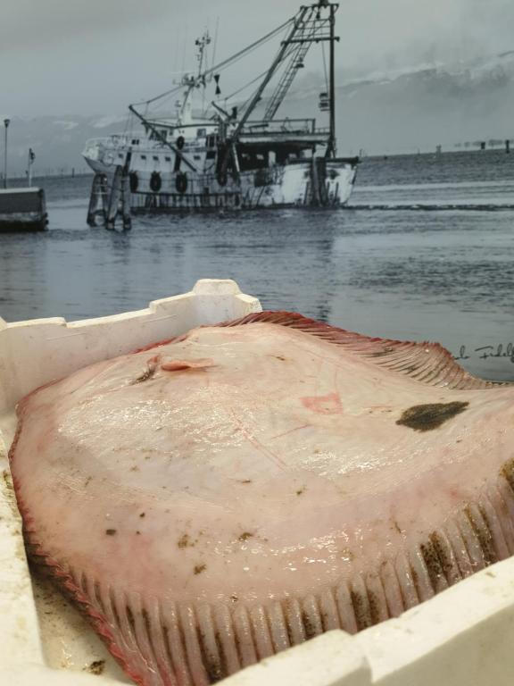 a dead fish in a container in the water with a boat at Casa Mafalda in Chioggia