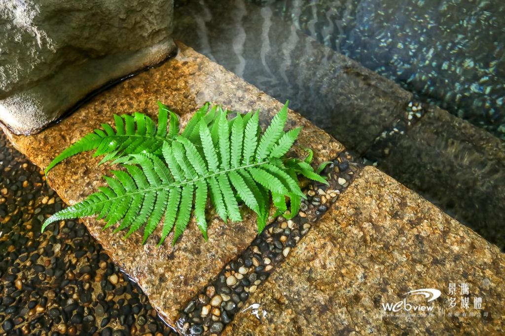 a green plant sitting on a rock next to water at Spring Hotel in Jiaoxi