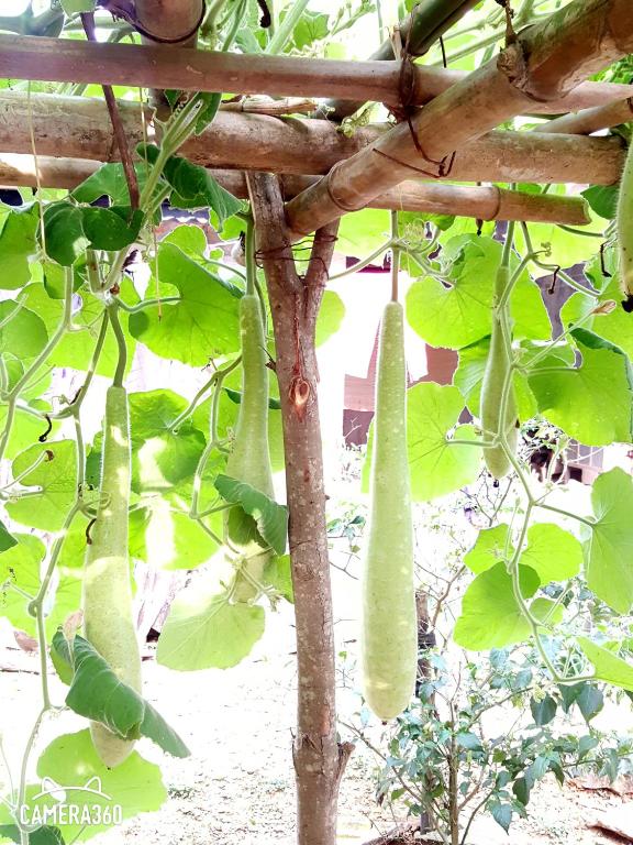 Phong Nha Love Homestay - 5