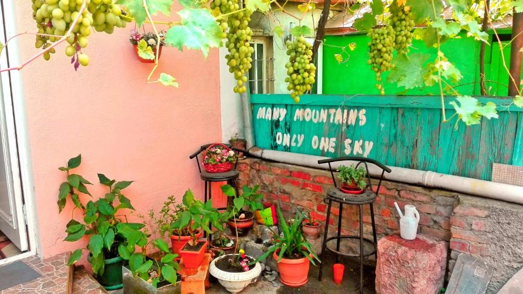 Une bande de plantes en pot assise à côté d'un mur dans l'établissement Sky Guest House, à Tbilissi