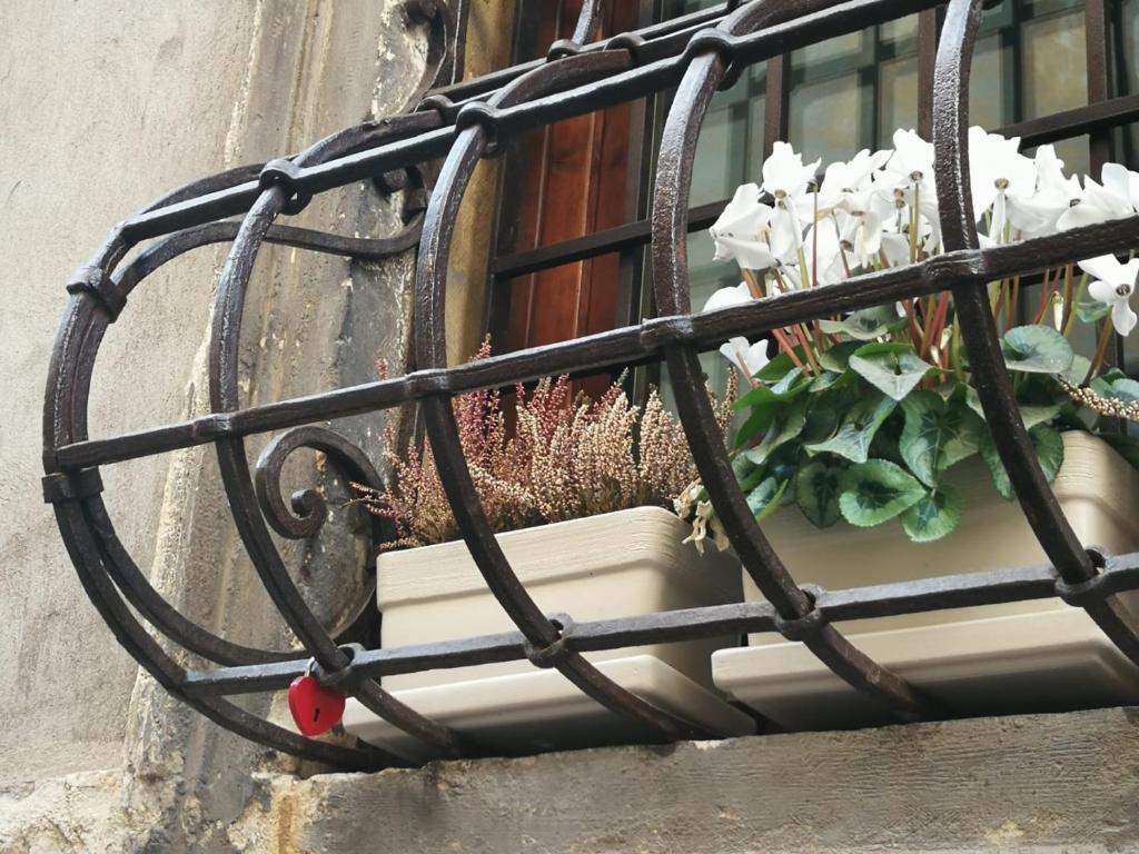 een raam met een plant met witte bloemen erin bij DIMORA SANT'EGIDIO in Verona