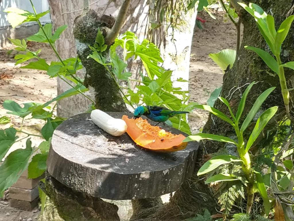  Suites Coqueiros Itamambuca