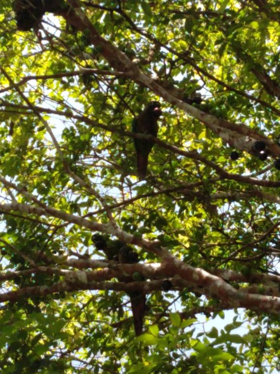  Suites Coqueiros Itamambuca