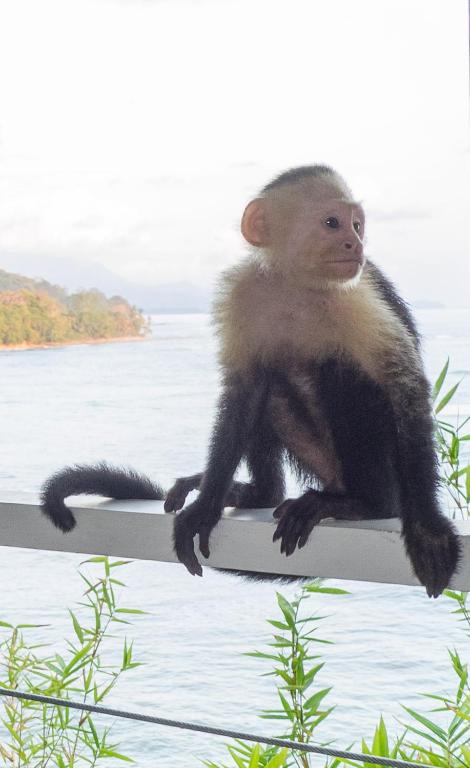 Zvířata v chaty nebo okolí