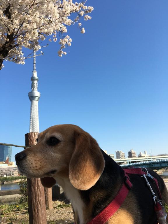 a dog wearing a harness standing next to a tree at Ryokan Nakadaya in Tokyo