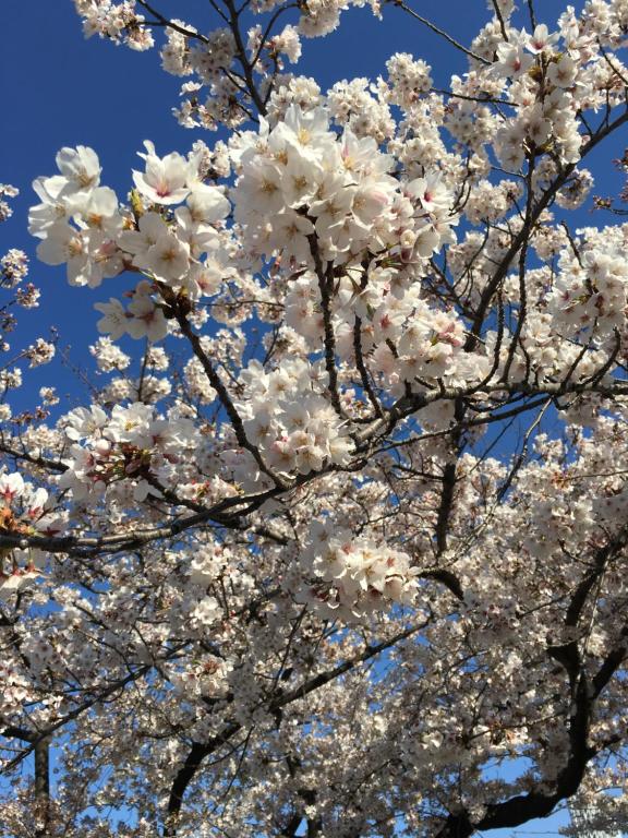 a tree full of white flowers on a blue sky at Ryokan Nakadaya in Tokyo