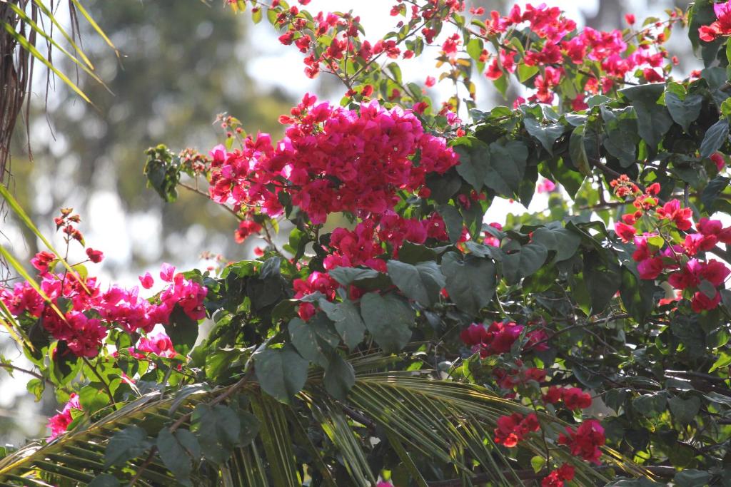  Big Valley Hotel Fazenda