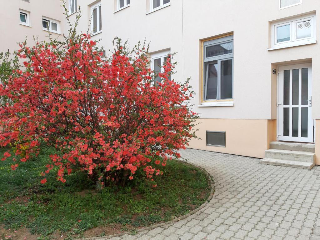 Zahrada ubytování Haydnsuite
