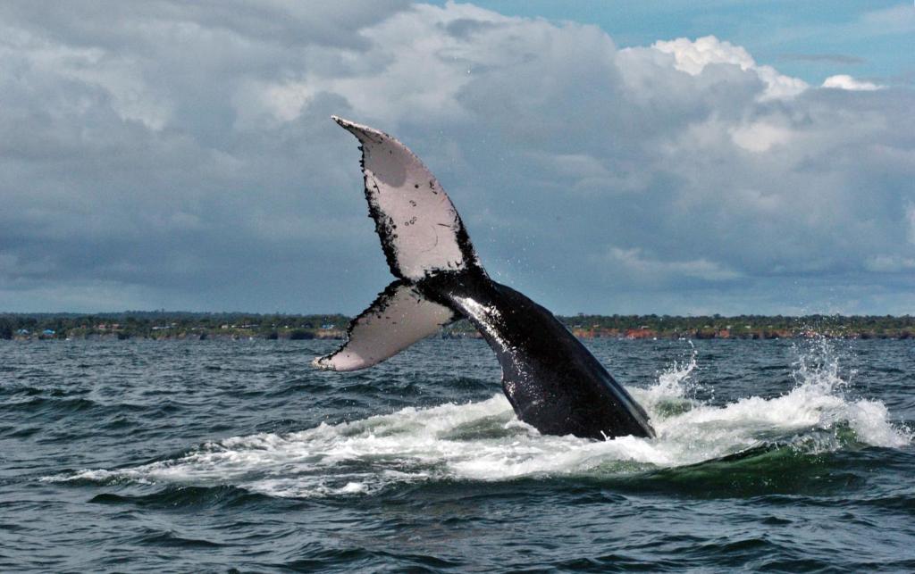 Animaux dans la maison d'hôtes ou à proximité