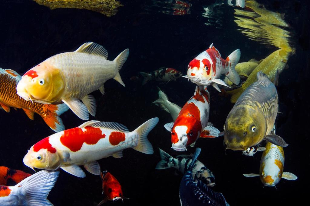 Zur Weinsteige - Resim 43