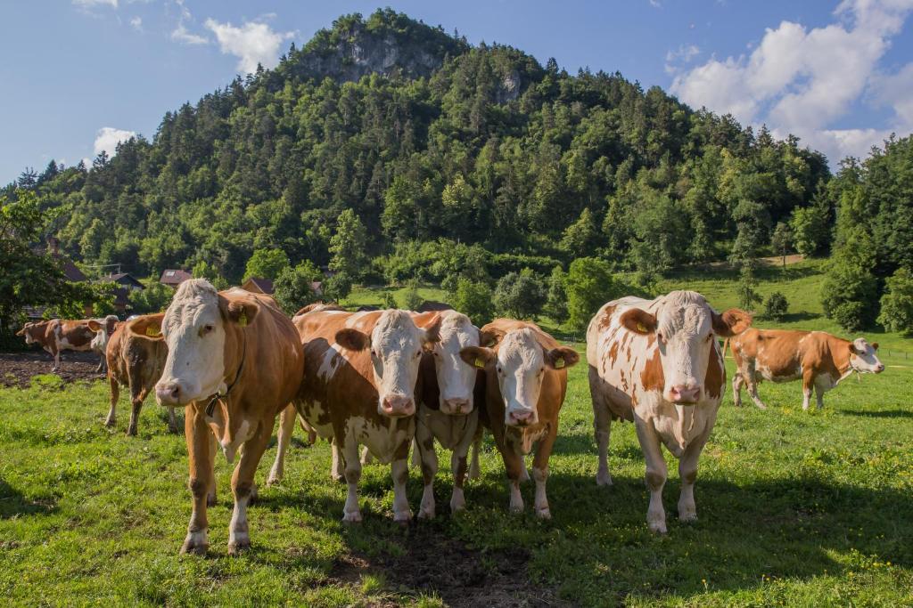 um grupo de vacas em pé num campo de relva em Farm Holidays Povsin em Bled