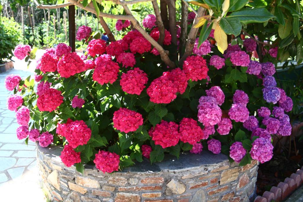 Zahrada ubytování Guesthouse Xenioti