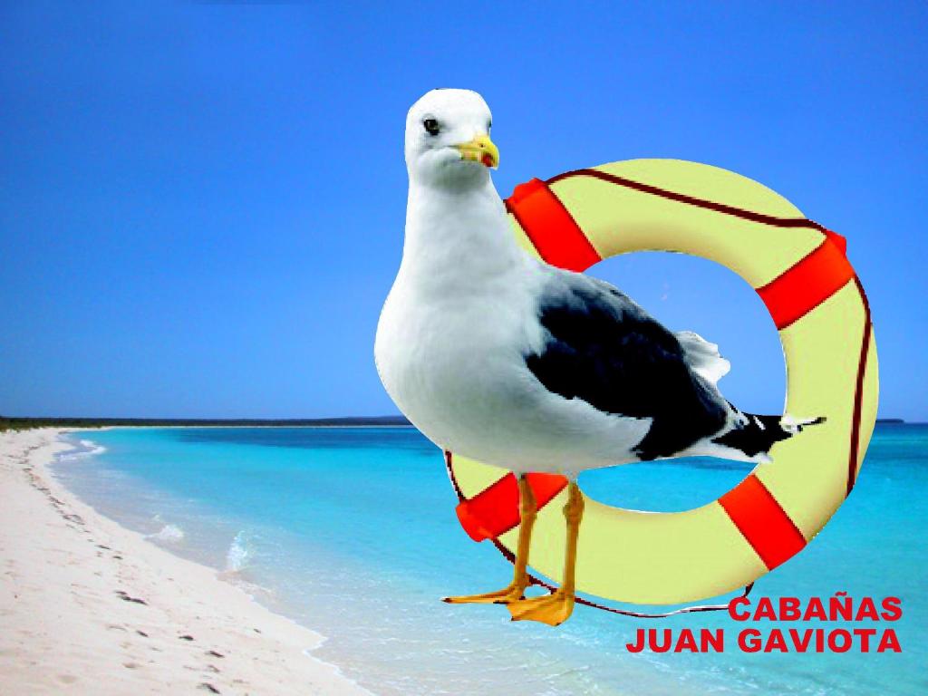 a seagull standing on the beach next to a lifesaver at Cabañas Juan Gaviota in Punta de Choros