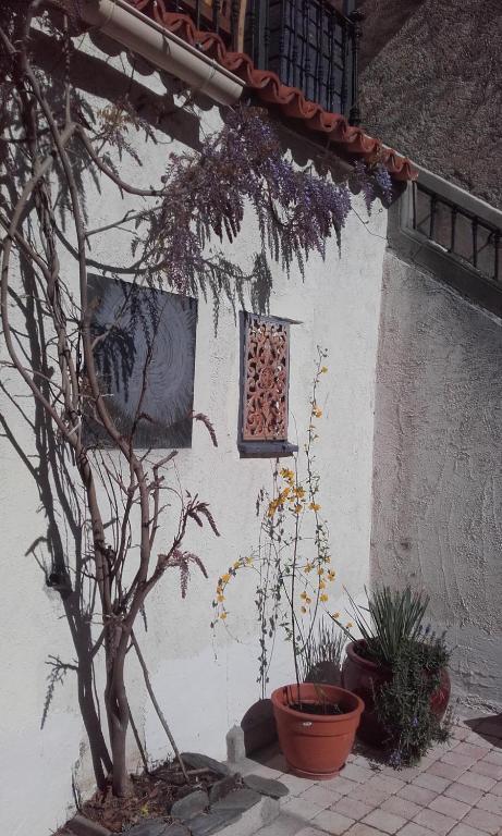 a building with a tree and some plants in front of it at Le roc de l&#39;aigle in Cabrespine