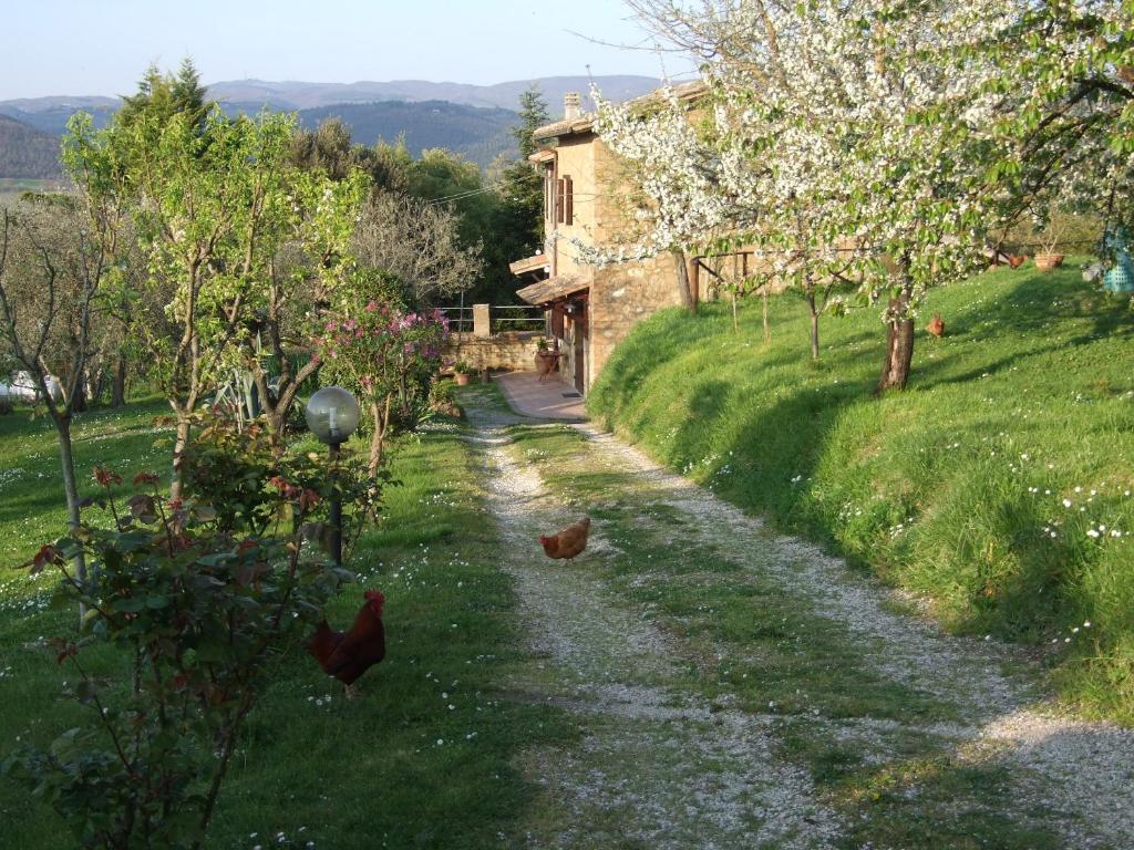 um grupo de galinhas andando por uma estrada de terra em Podere La Vigna em Orvieto