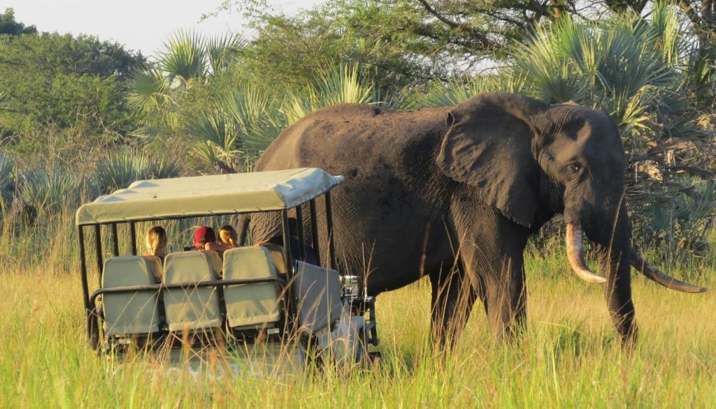 un elefante parado frente a un vehículo con gente en Tembe Elephant Park Lodge, en Sihangwane