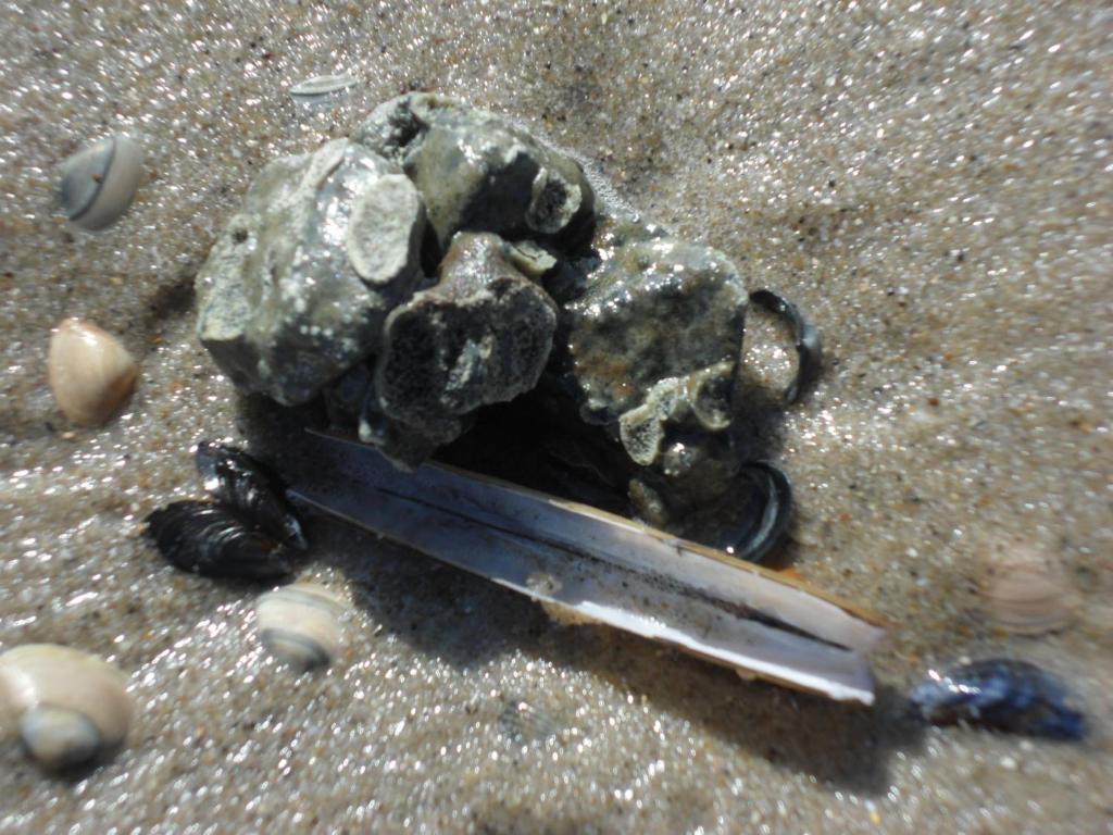 Fotografie z fotogalerie ubytování Strandleben 1 v destinaci Grömitz