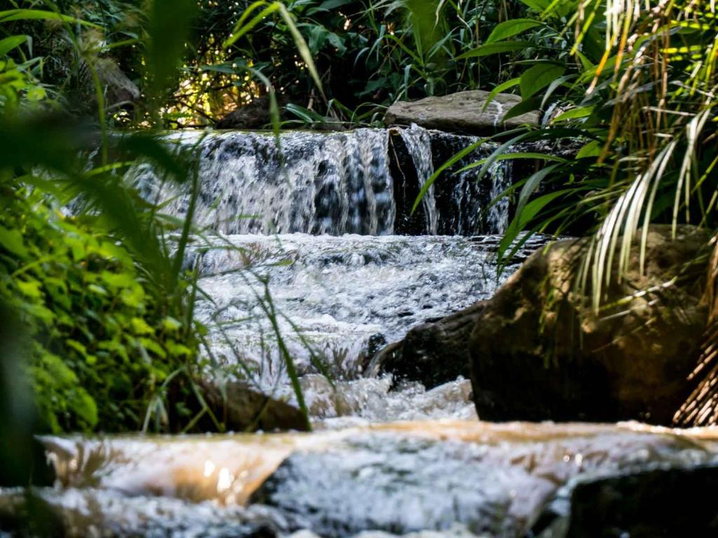 einen Wasserfall in einem Garten mit Felsen und Pflanzen in der Unterkunft Africa's Eden Guesthouse in Pietermaritzburg