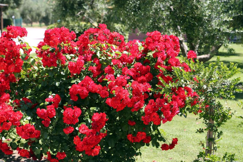 Zahrada ubytování Agriturismo Fusini