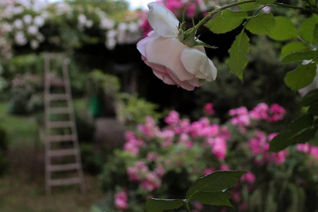 Zahrada ubytování La Vigna B&B