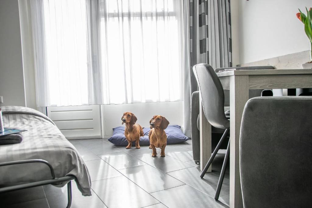 Domácí mazlíčci ubytovaní s hosty v ubytování BnB 't Kraaiennest