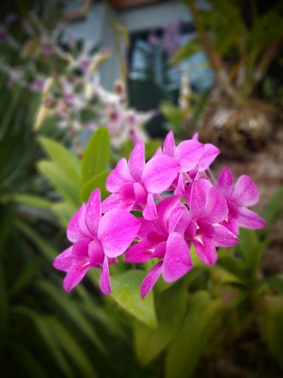 Andaman Breeze Resort - Resim 36