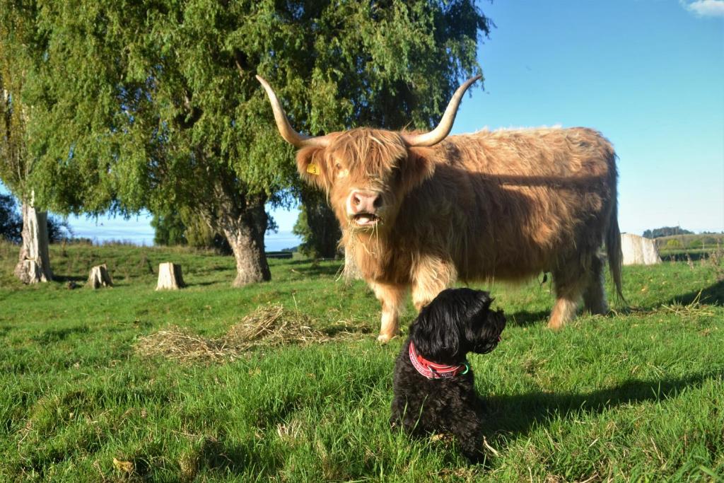 a dog sitting in front of a cow in a field at Highlands on Homestead in Oamaru