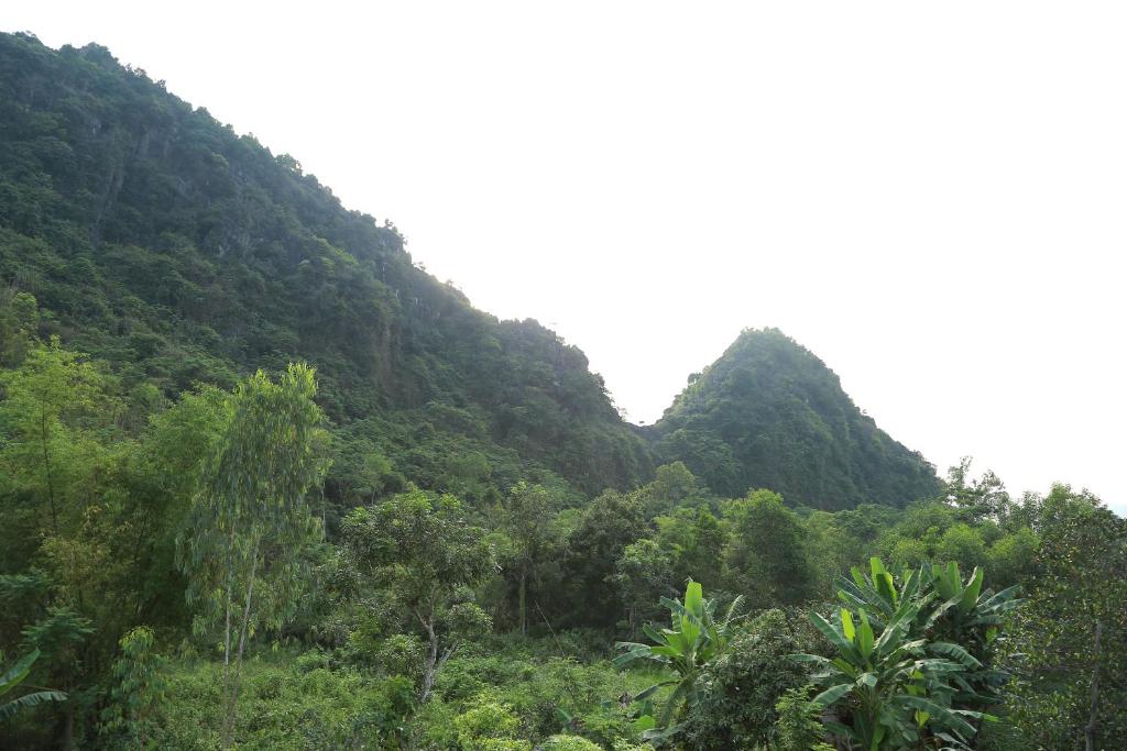 een weelderige groene heuvel met bomen en struiken bij Tam's Homestay in Phong Nha