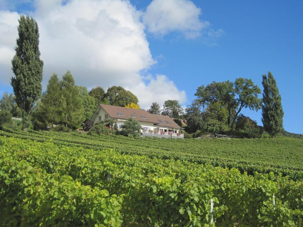 a house in the middle of a field of vines at Domaine Beauregard in Rolle