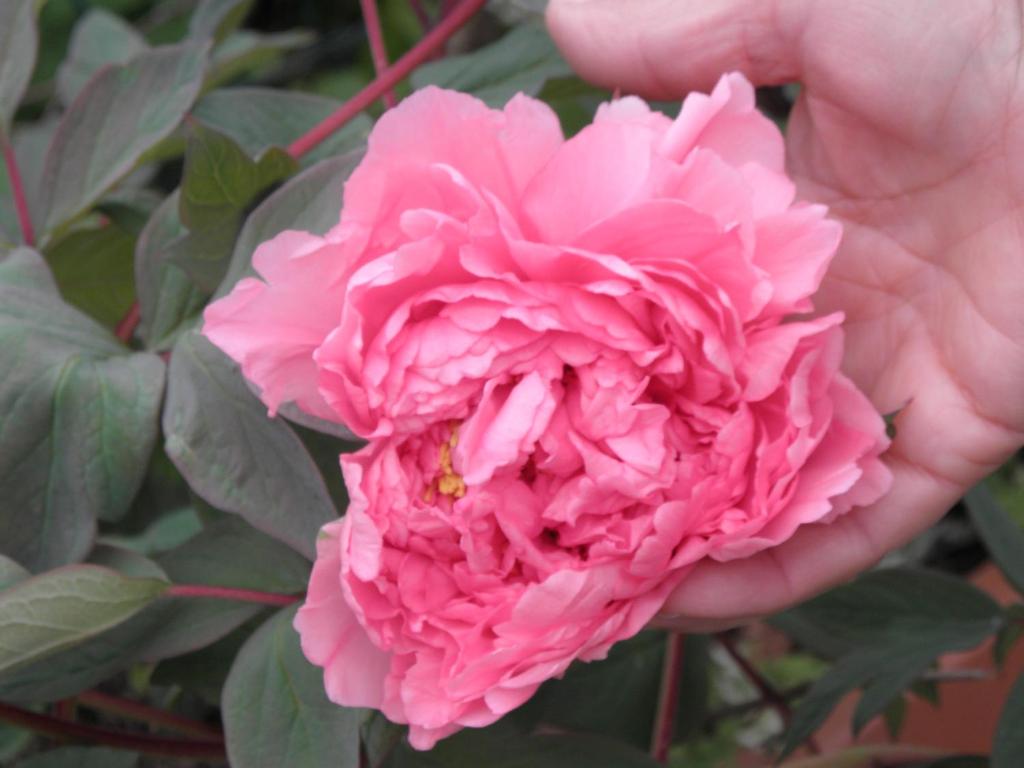 Derechos de imagen reservados por Booking.com