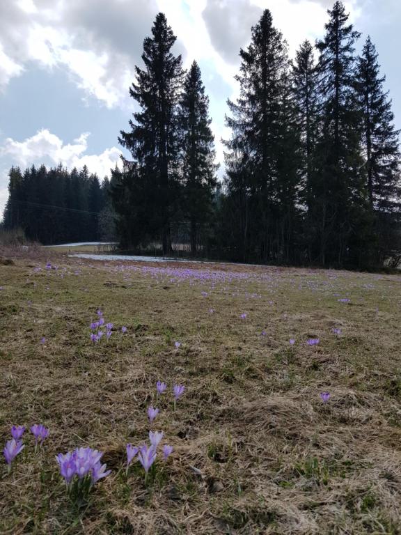 Príroda v okolí privátu