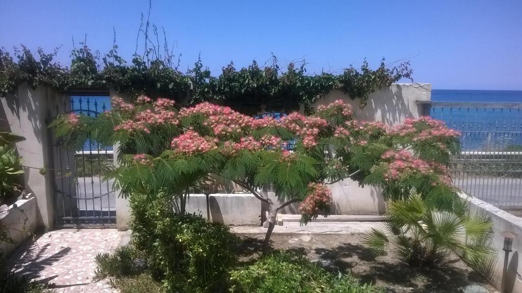 un arbre avec des fleurs roses devant une clôture dans l'établissement DOMUS AUSTRI, à Messina