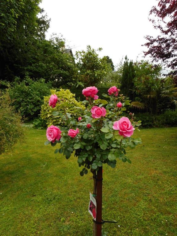 a bouquet of pink roses on a pole in a yard at Villa Helianthe in Caen
