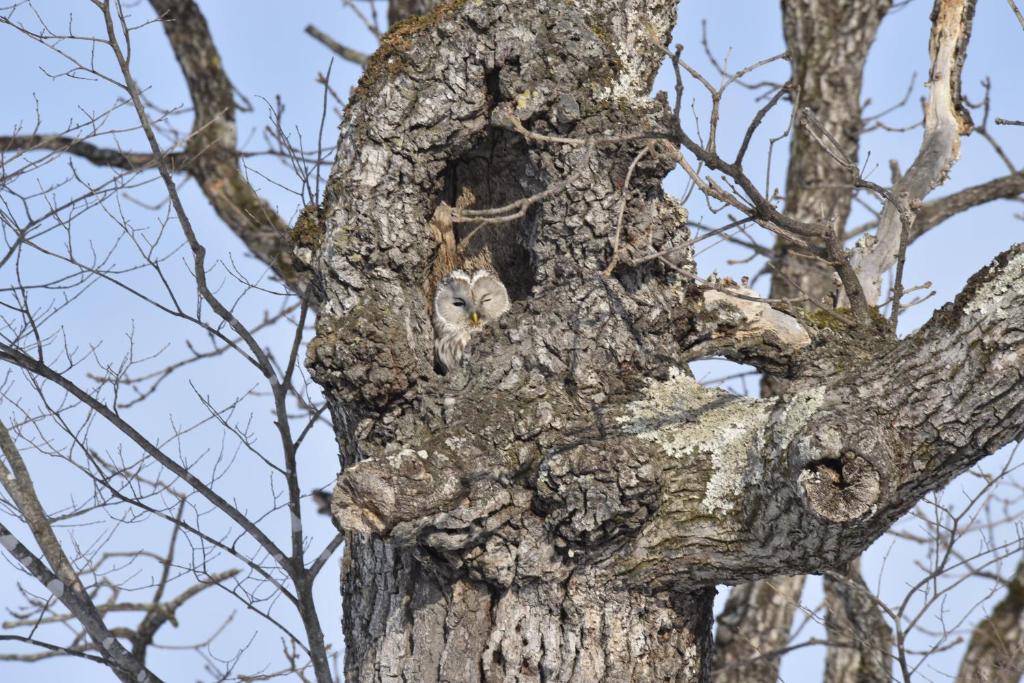 Fotografie z fotogalerie ubytování Shiretokoserai v destinaci Rausu