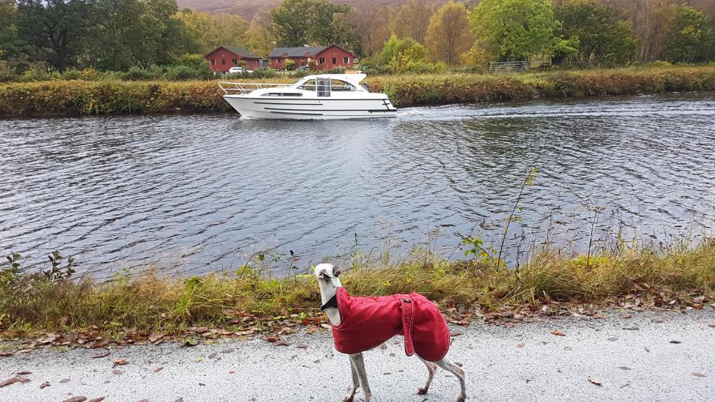a dog wearing a red blanket standing next to a boat at Birch Lodge in Fort William