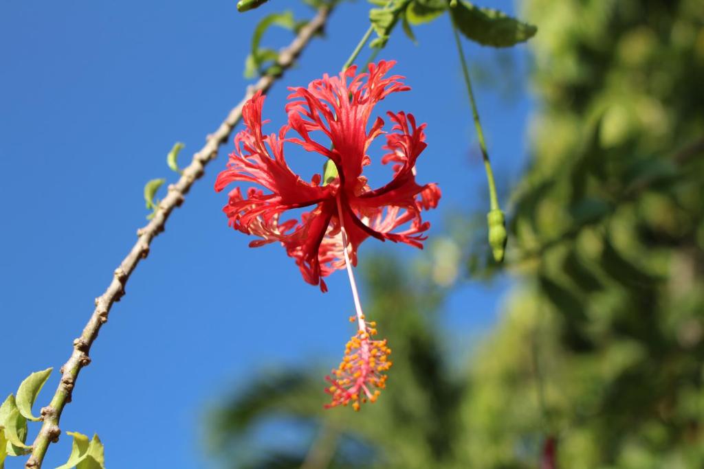 Patong Palace Hotel - SHA Extra Plus - Resim 22