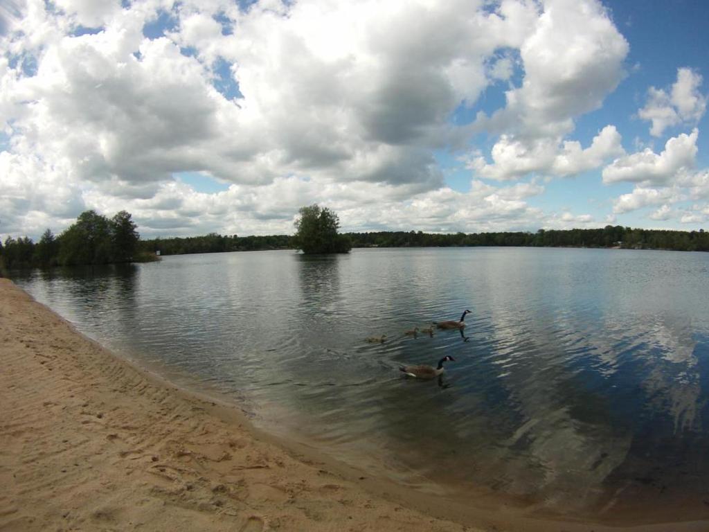 two ducks swimming in the water on a lake at ROM - Haus am See mit Sandstrand & Seeblick nahe Rhein-Main und Spessart in Kahl am Main