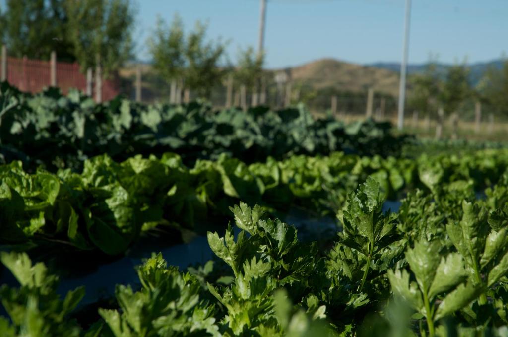 une rangée de plantes vertes dans un champ dans l'établissement Agriturismo Fiorella, à Camigliatello Silano