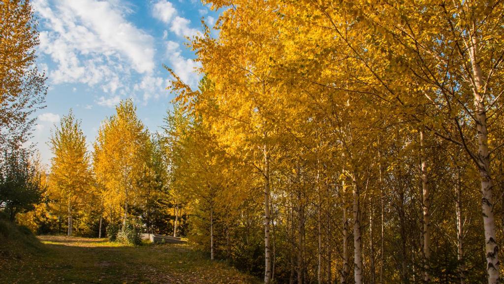 a group of trees with yellow leaves on them at Alpen Ville in Almaty