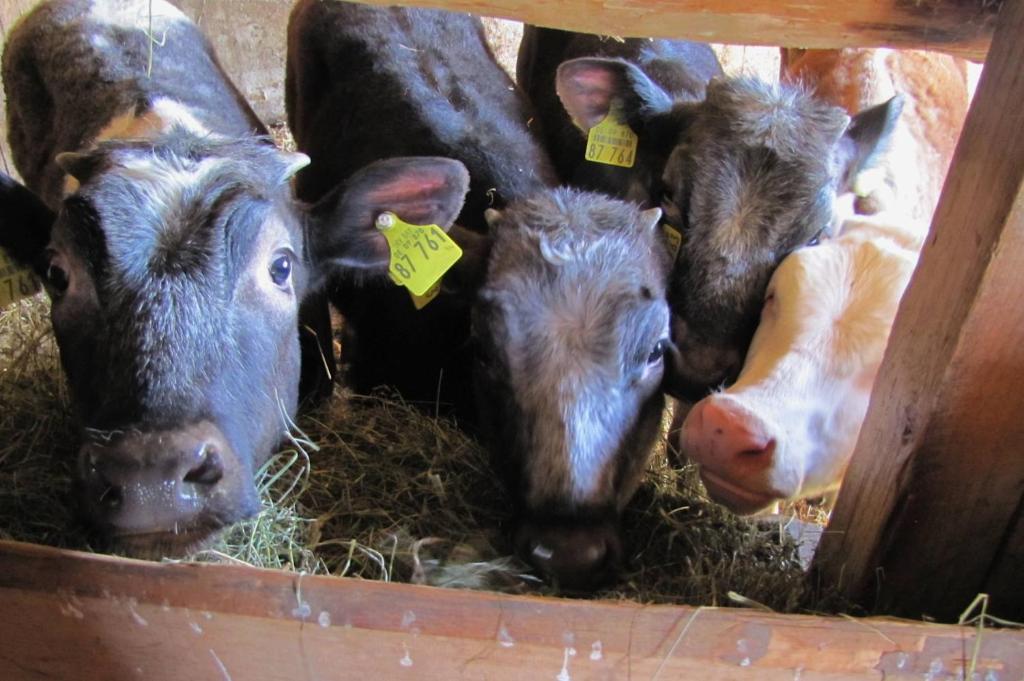 a group of cows eating hay in a barn at Ferienwohnung Zürn in Scheidegg