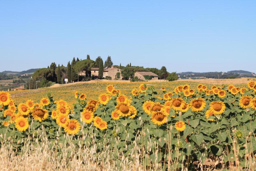 un campo de girasoles en una colina en Il Poggio B&B, en Ginestra