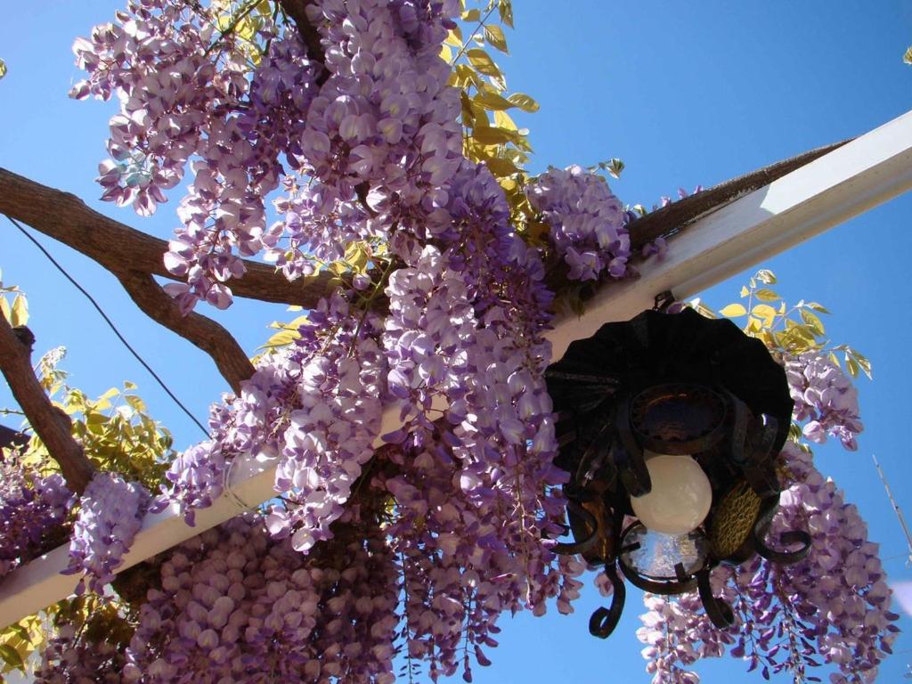 Casa Vacanze Villa Angelina في جيارديني ناكسوس: حفنة من الزهور الأرجوانية معلقة من شجرة