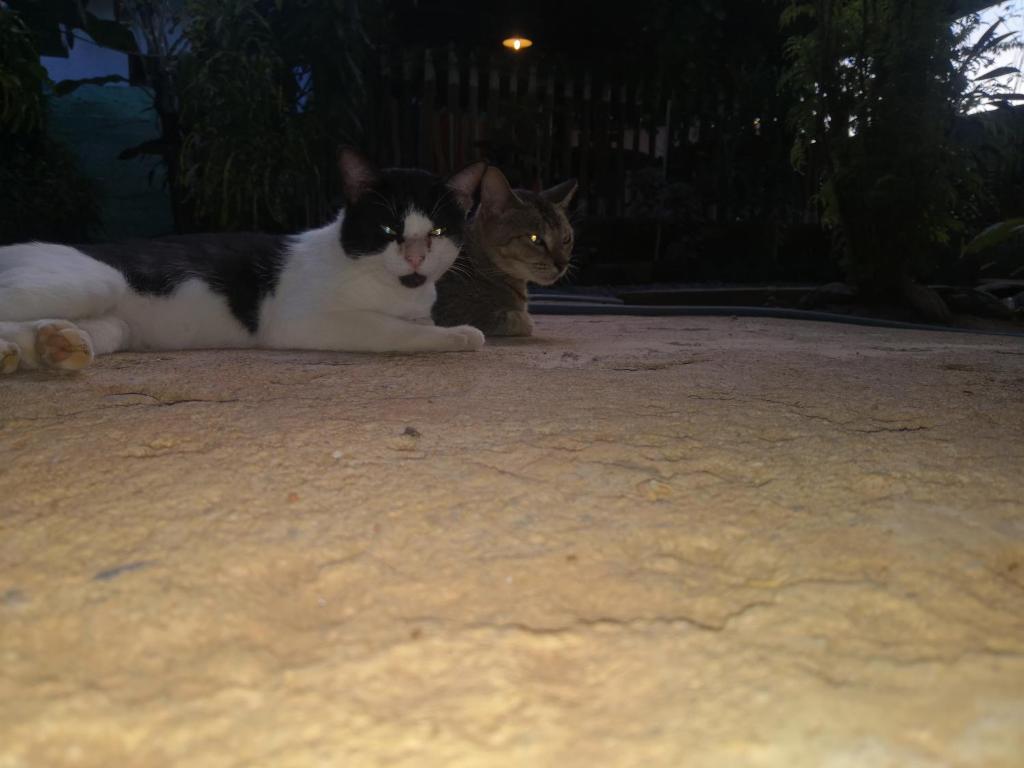 Domácí mazlíčci ubytovaní s hosty v ubytování Alass Ga For Pets Lovers