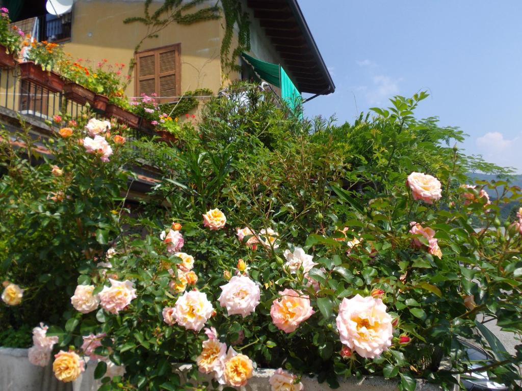 Ein Haufen rosa Rosen vor einem Gebäude in der Unterkunft Il Giuggiolo in Calco