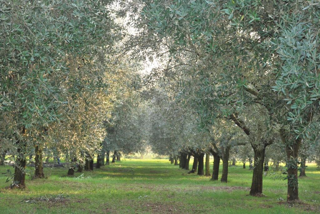 A garden outside Agriturismo Terra E Sole