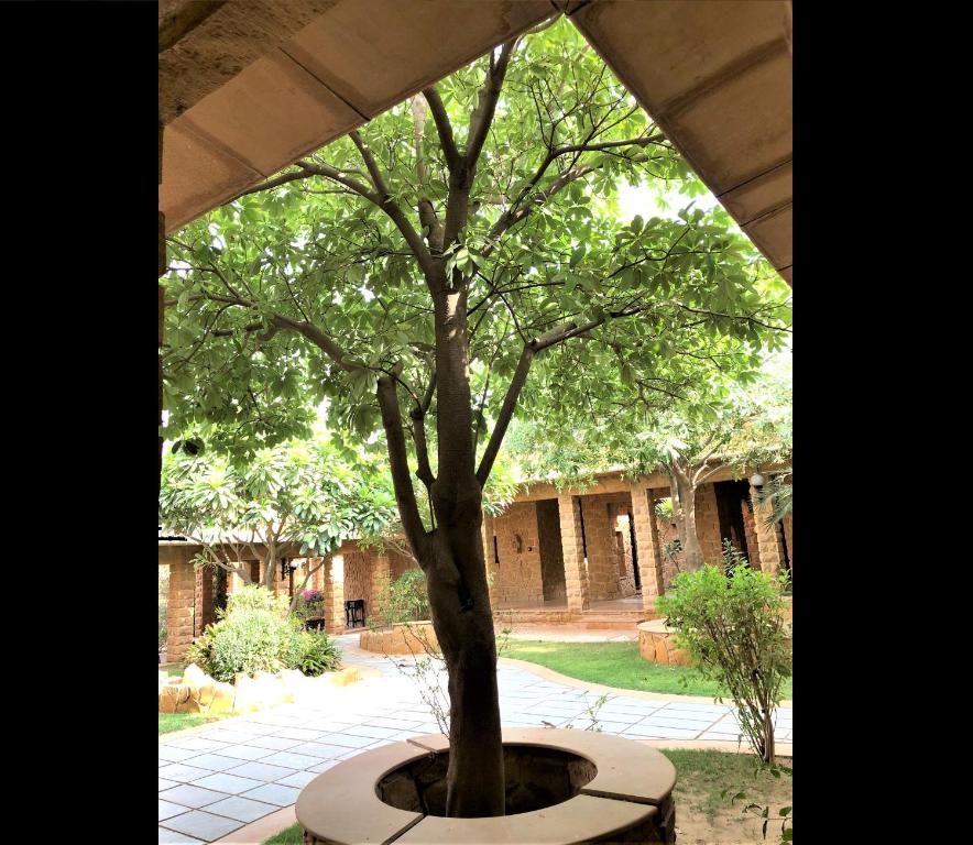 a tree in a pot in front of a building at Hotel Rawalkot Jaisalmer in Jaisalmer